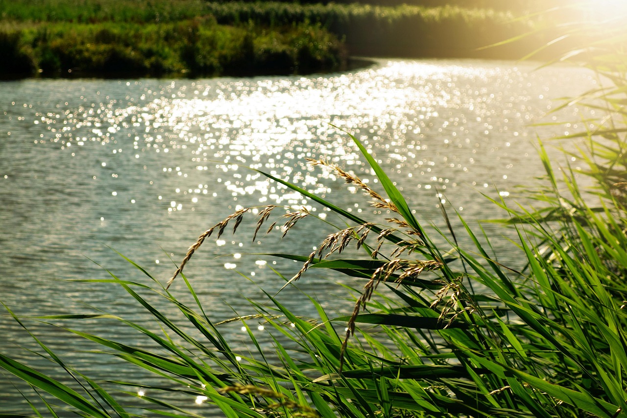glitter, sparkle, nature, sunlight, water, light, sunlight glittering on water, backlight, summer, green water, green light, green lights