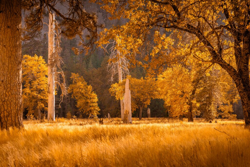 Beautiful autumn forest scene with golden foliage and sunlight streaming through trees.